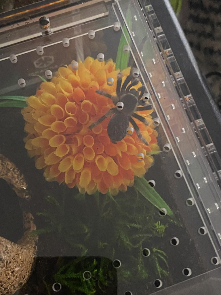 Pandora