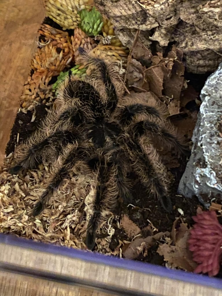 Chewy